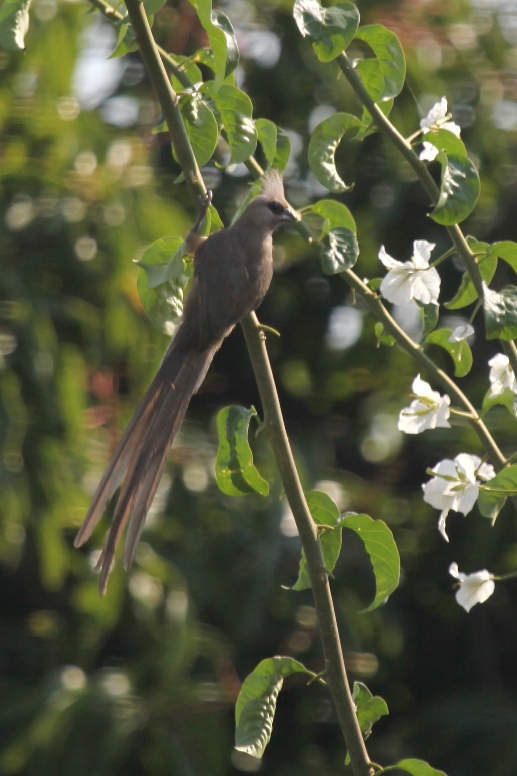 mousebird